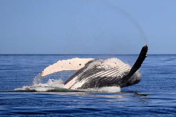 Whale Watching with David Newton, Loreto, Sea of Cortez, Baja California Sur