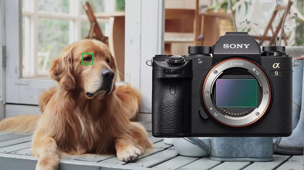 Sony A9 users - New firmware brings Animal Eye AF, Download here