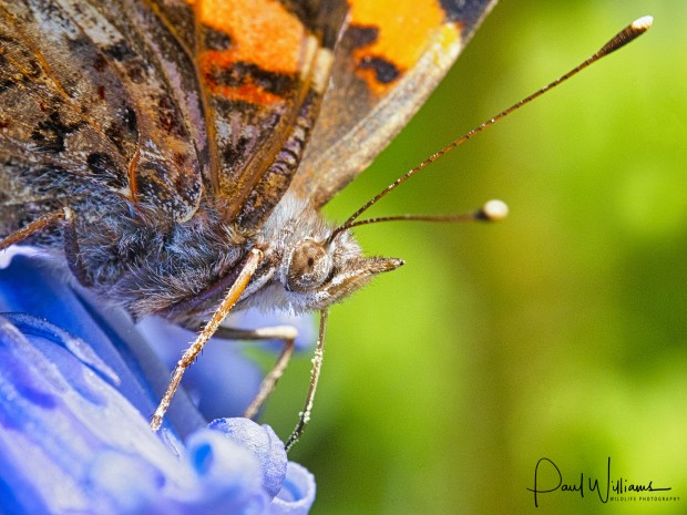 Testing the Samyang 100mm Macro Lens - With Paul Williams 