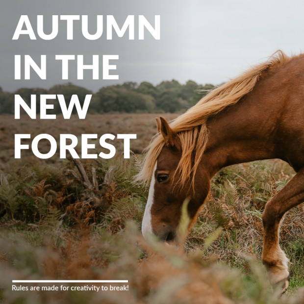 Autumn in the New Forest