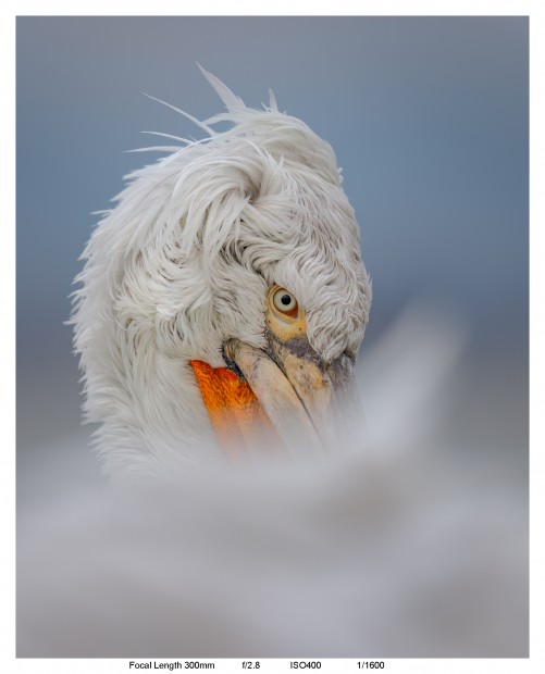 Dalmatian Pelicans with the Canon RF 100-300mm f2.8L IS USM