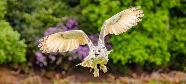 Photographing Animals in Motion