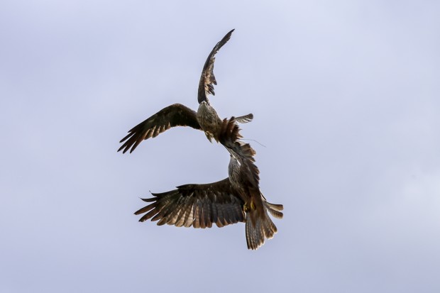 Canon Camera Store Week: A Day at the Hawk Conservancy with Oliver Wright