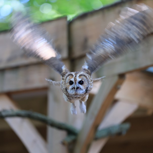 Canon Camera Store Week 2026: A Day of Bird Photography at the Hawk Conservancy with Ellie Rothnie