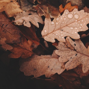 All the leaves are brown