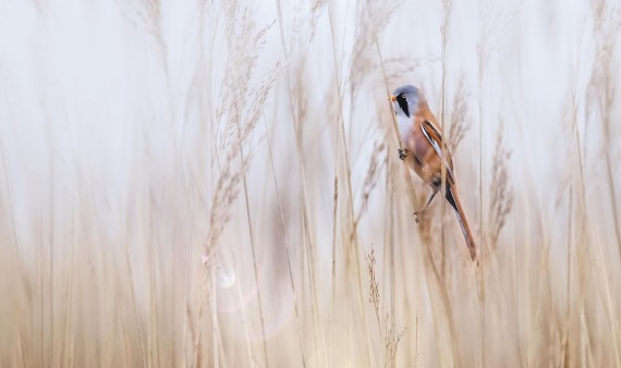 Spotting birds in the bullrushes