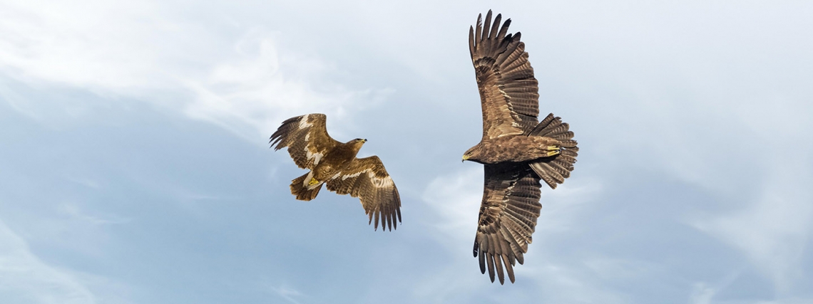 Two hawks circling each other in the sky