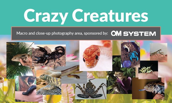 Crazy Creatures sponsored by OM System 
