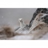 Sony Sony FE 400-800mm F6.3-8 G OSS | Super-Telephoto Zoom Lens