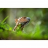 Sony Sony FE 400-800mm F6.3-8 G OSS | Super-Telephoto Zoom Lens