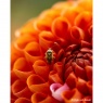 Sony Sony  FE 100mm F2.8 Macro GM OSS lens