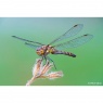 Sony Sony  FE 100mm F2.8 Macro GM OSS lens
