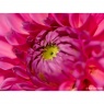 Sony Sony  FE 100mm F2.8 Macro GM OSS lens
