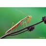 Sony Sony  FE 100mm F2.8 Macro GM OSS lens