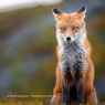Sony Sony FE 400mm F4.5 G Master OSS Full Frame lens for Wildlife, Birds, and Sport