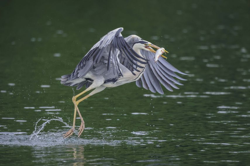 heron swooping for a fish